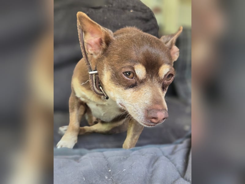 Maxi freundlicher schüchterner Chihuahua Rüde