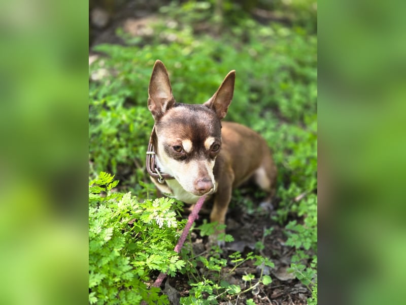 Maxi freundlicher schüchterner Chihuahua Rüde