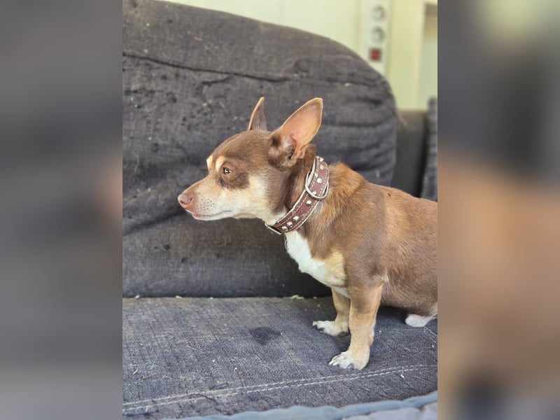 Maxi freundlicher schüchterner Chihuahua Rüde