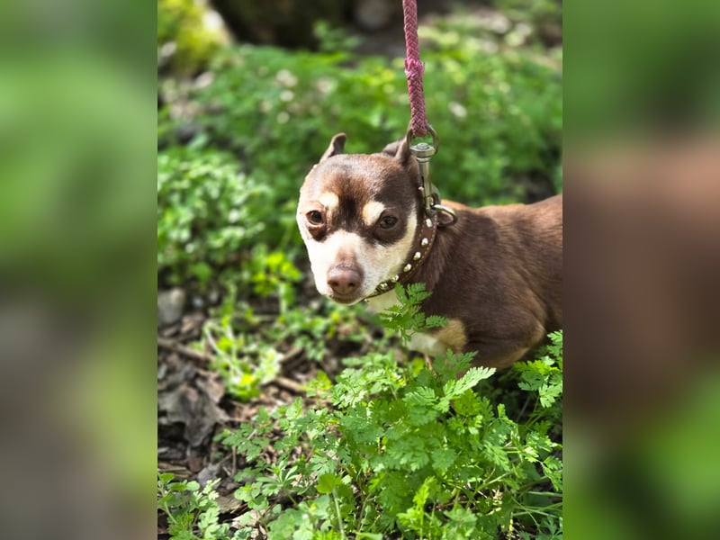 Maxi freundlicher schüchterner Chihuahua Rüde