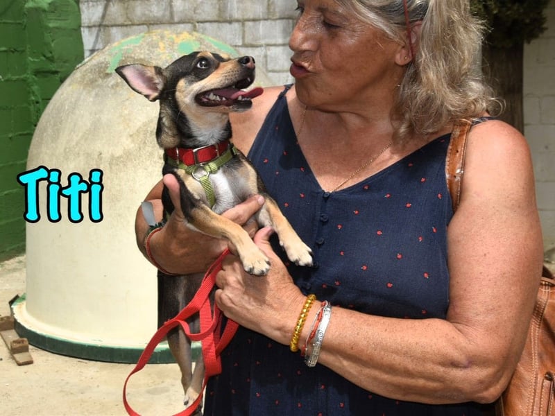 Titi geb. 03/2023 (ESP) - fröhlicher und liebevoller, kleiner Chihuahua-Mix!