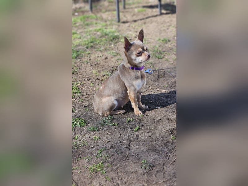 Padma braucht Liebe, Geduld,Verständnis