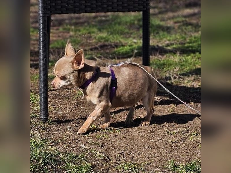 Padma braucht Liebe, Geduld,Verständnis