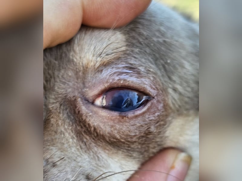 Padma braucht Liebe, Geduld,Verständnis