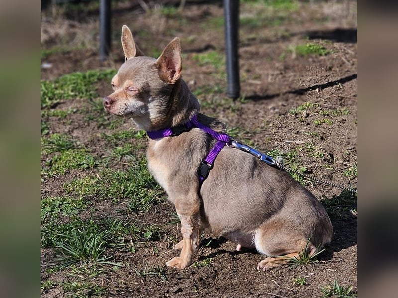 Padma braucht Liebe, Geduld,Verständnis