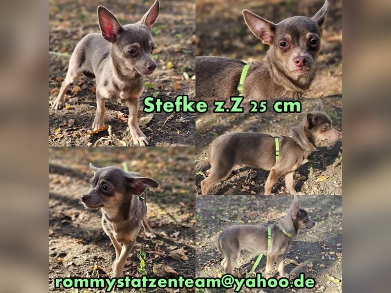 Stefke ist ein neugieriger, verspielter Hundebub