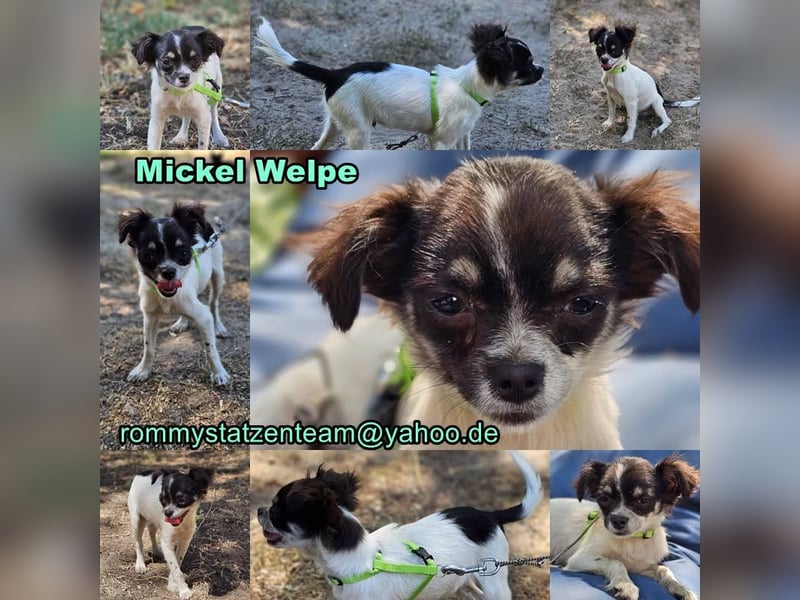 Mickel sucht ein hundeerfahrenes, geduldiges Zuhause