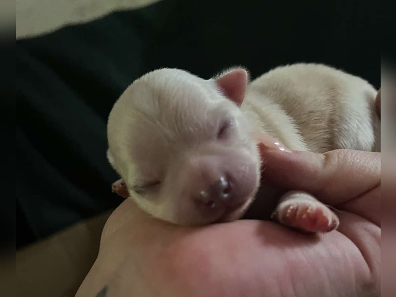 Biete Chihuahua Deckrüde