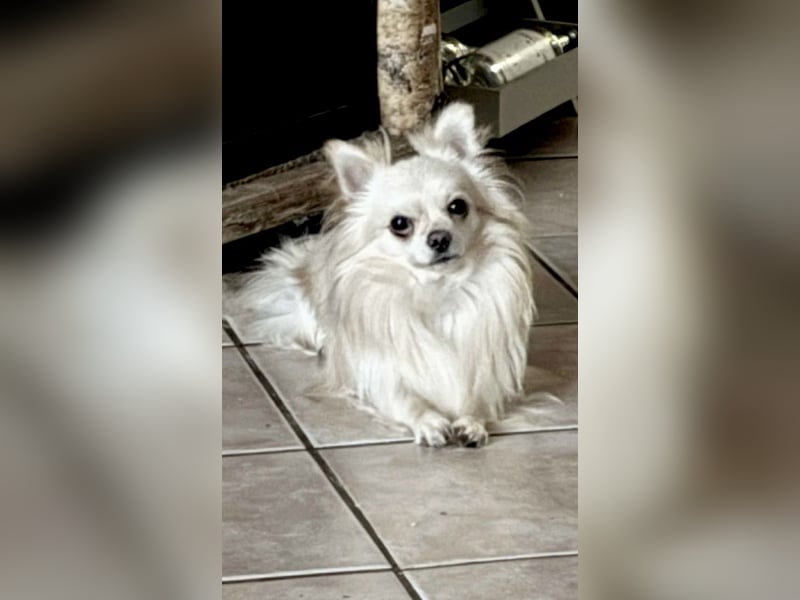 Biete Chihuahua Deckrüde