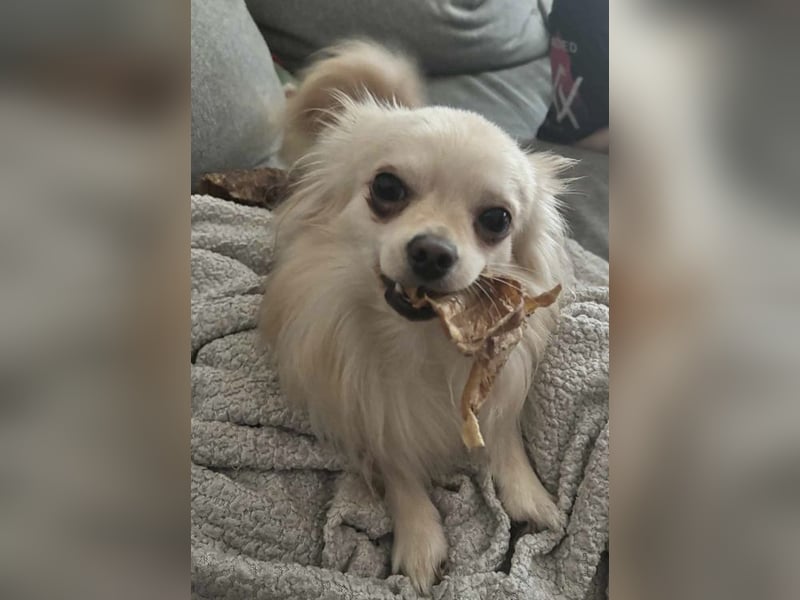 Biete Chihuahua Deckrüde