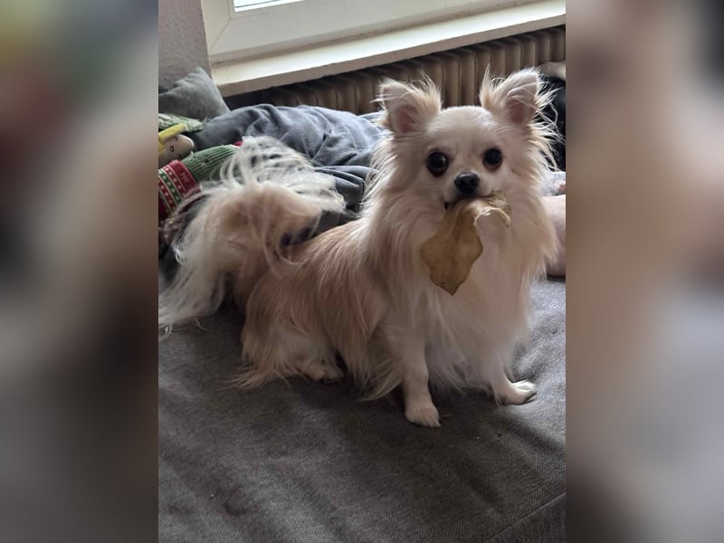 Biete Chihuahua Deckrüde