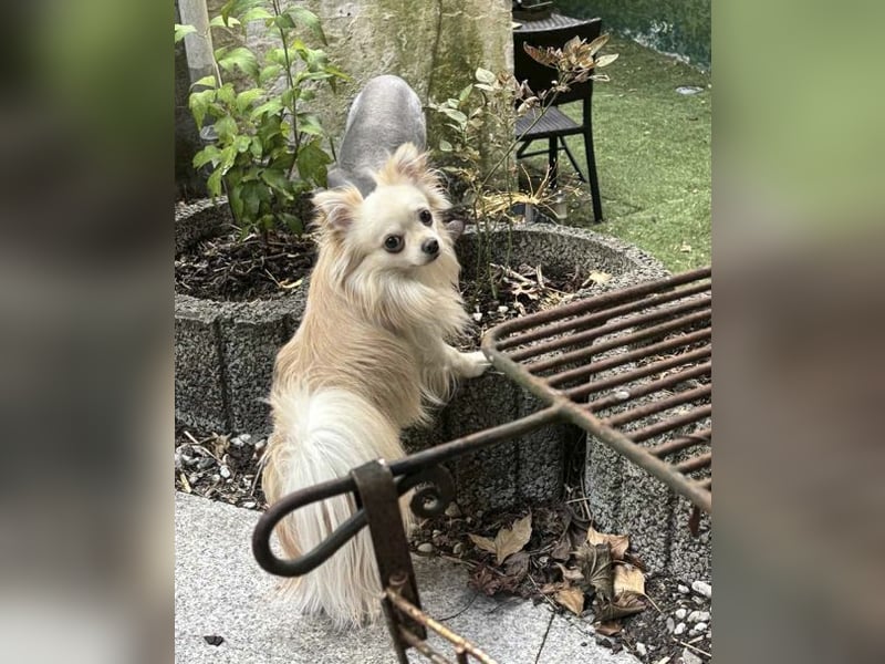 Biete Chihuahua Deckrüde