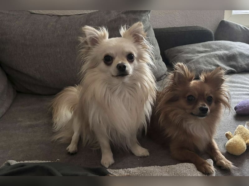 Biete Chihuahua Deckrüde