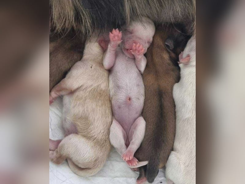 Biete Chihuahua Deckrüde