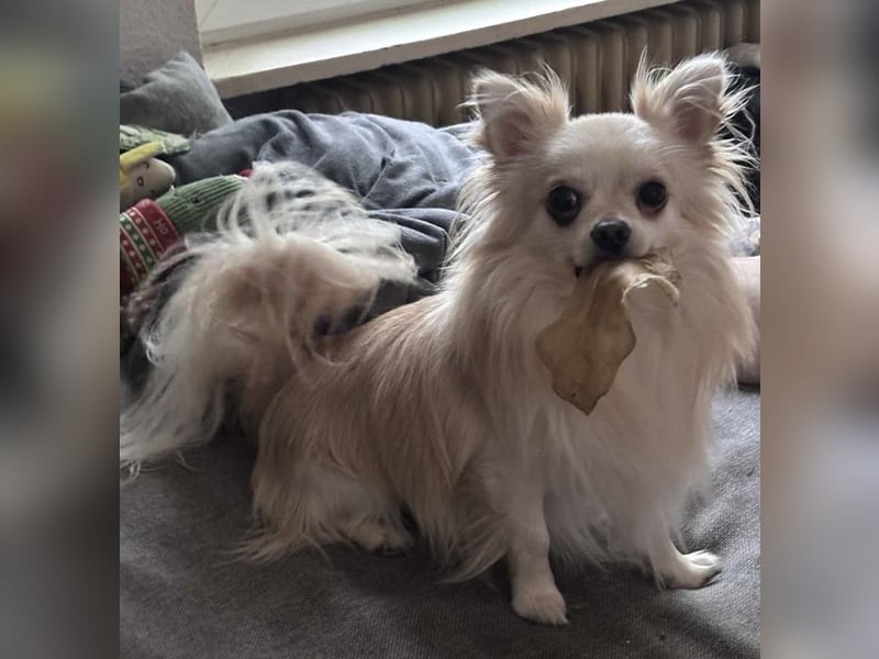 Biete Chihuahua Deckrüde