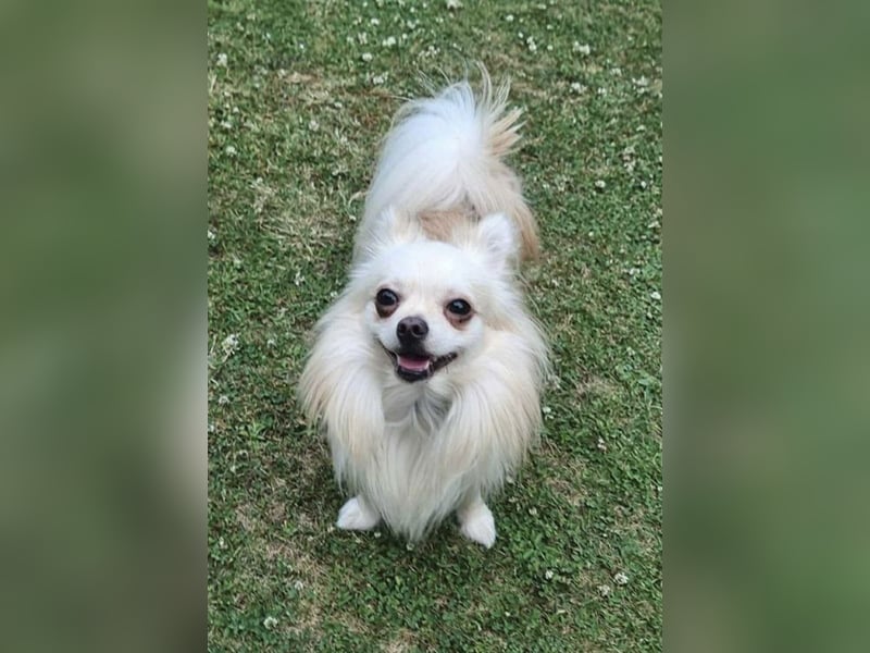 Biete Chihuahua Deckrüde