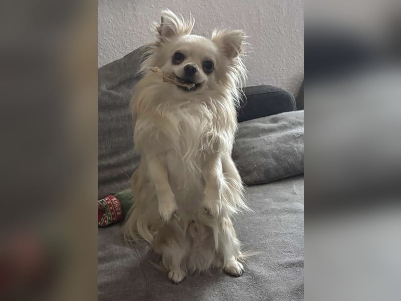 Biete Chihuahua Deckrüde