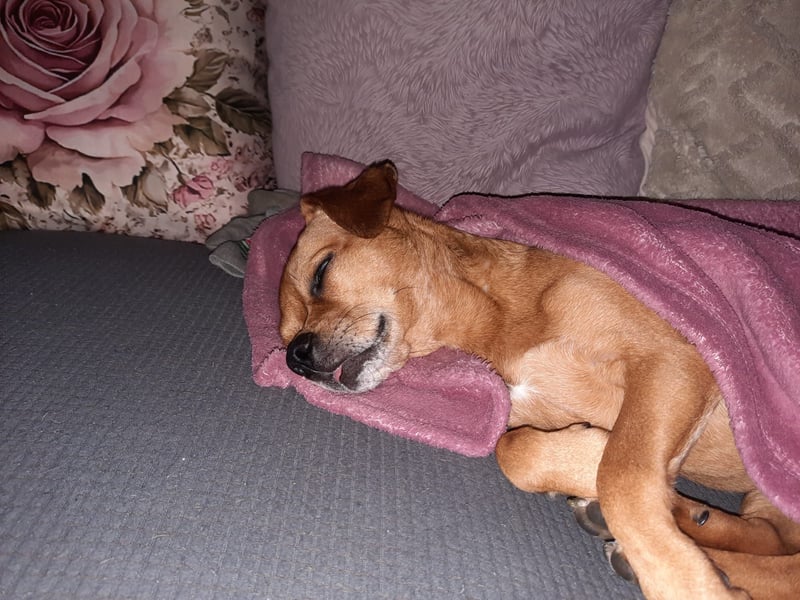 Maja sucht ein Zuhause