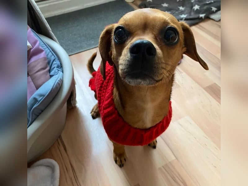 Maja sucht ein Zuhause