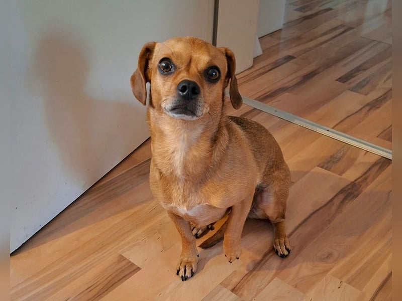 Maja sucht ein Zuhause