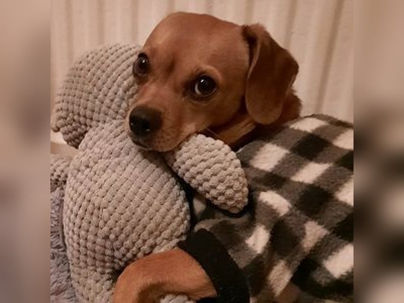 Maja sucht ein Zuhause