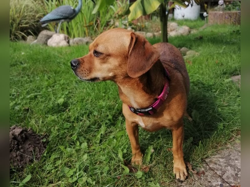 Maja sucht ein Zuhause