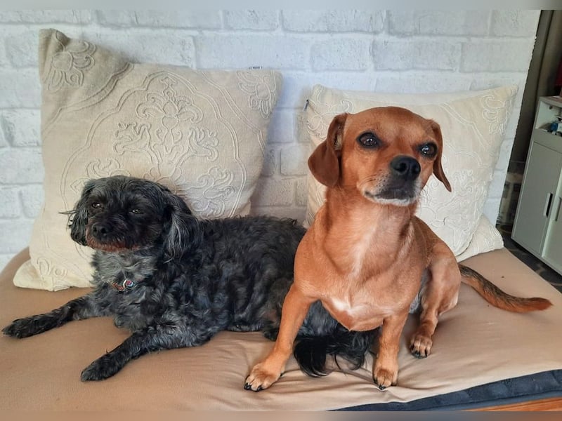 Maja sucht ein Zuhause