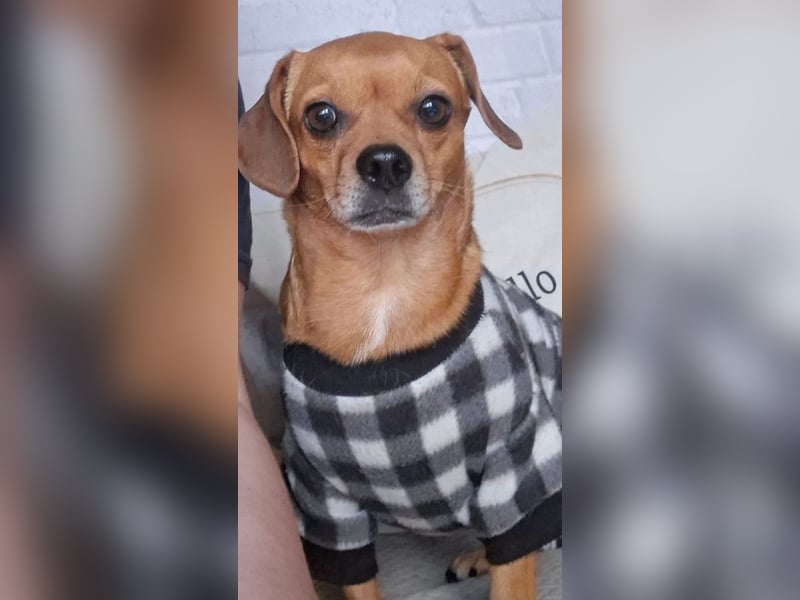 Maja sucht ein Zuhause
