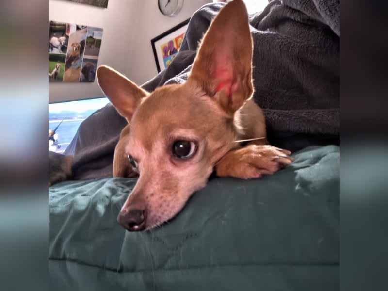 Zuckersüße , unkomplizierte Chi-Dame Pamela