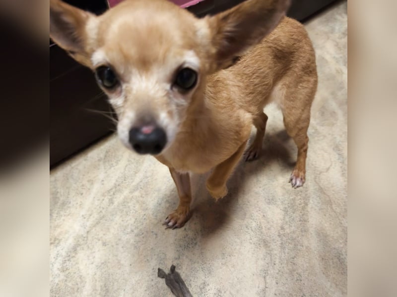 Zuckersüße , unkomplizierte Chi-Dame Pamela