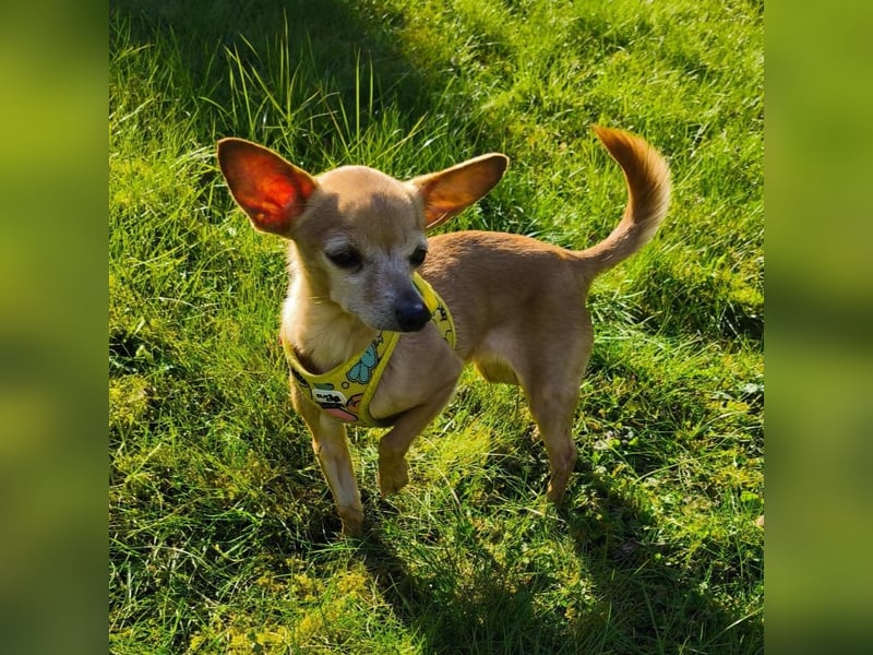 Zuckersüße , unkomplizierte Chi-Dame Pamela