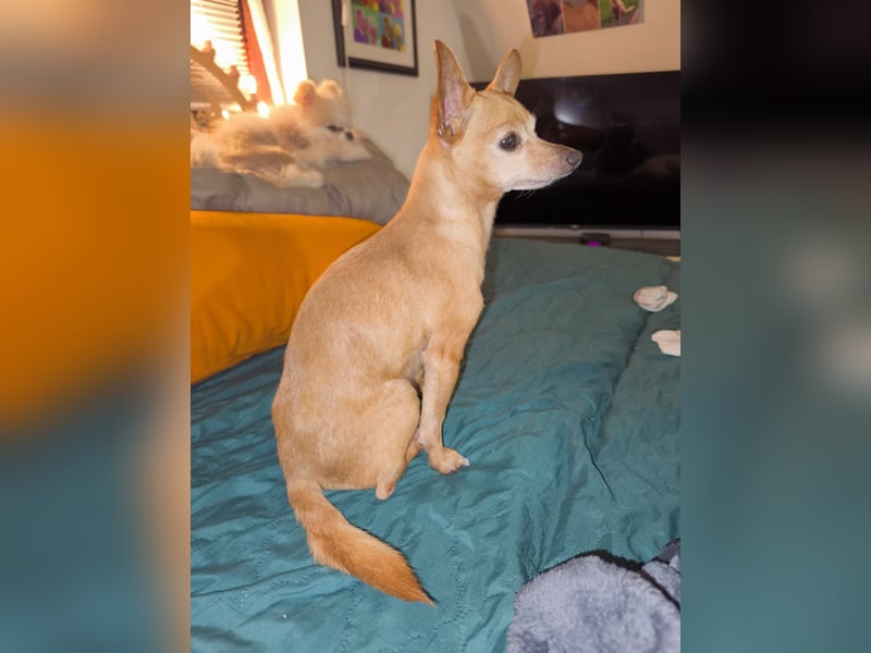 Zuckersüße , unkomplizierte Chi-Dame Pamela