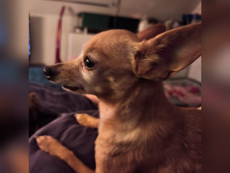 Zuckersüße , unkomplizierte Chi-Dame Pamela