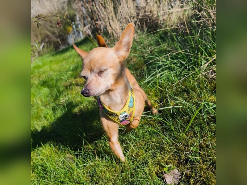 Zuckersüße , unkomplizierte Chi-Dame Pamela