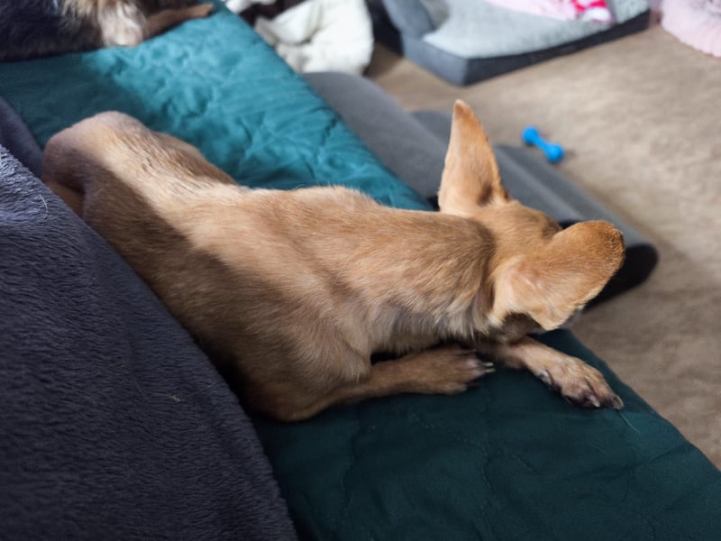 Zuckersüße , unkomplizierte Chi-Dame Pamela