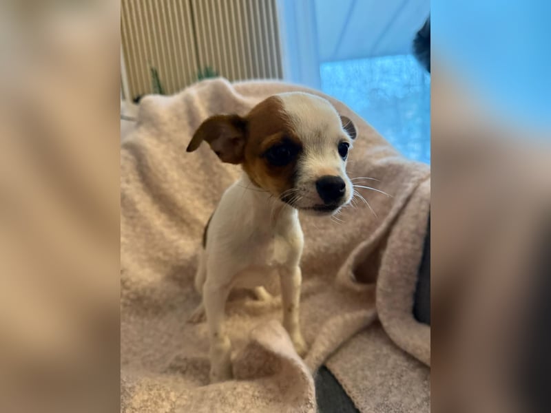 Kleiner Happy, freundlich und menschenbezogen