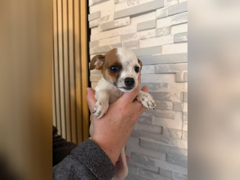 Kleiner Happy, freundlich und menschenbezogen