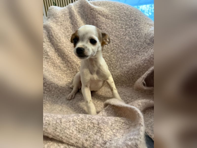 Kleiner Happy, freundlich und menschenbezogen