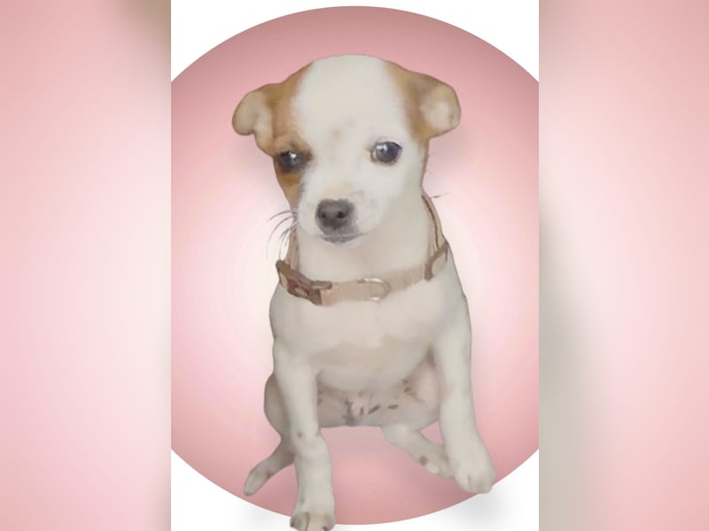 Kleiner Happy, freundlich und menschenbezogen