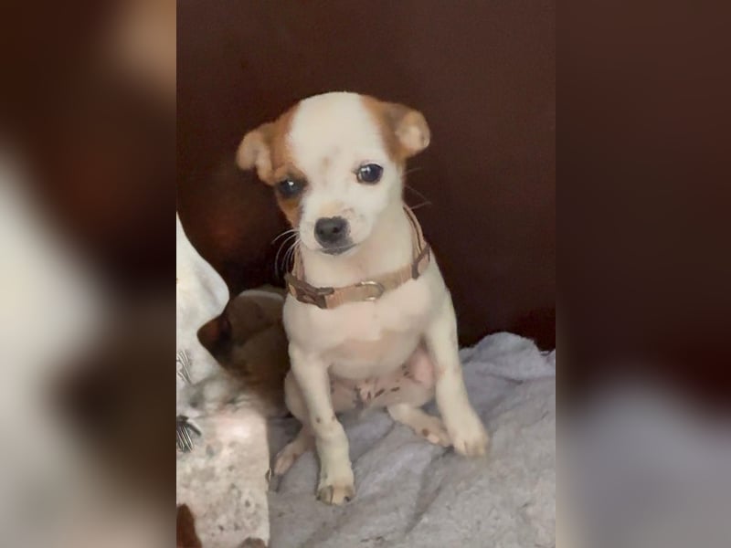 Kleiner Happy, freundlich und menschenbezogen