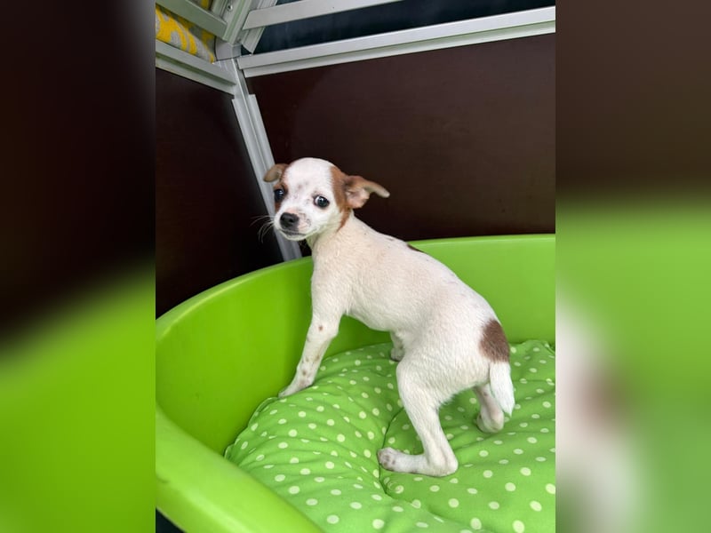 Kleiner Happy, freundlich und menschenbezogen