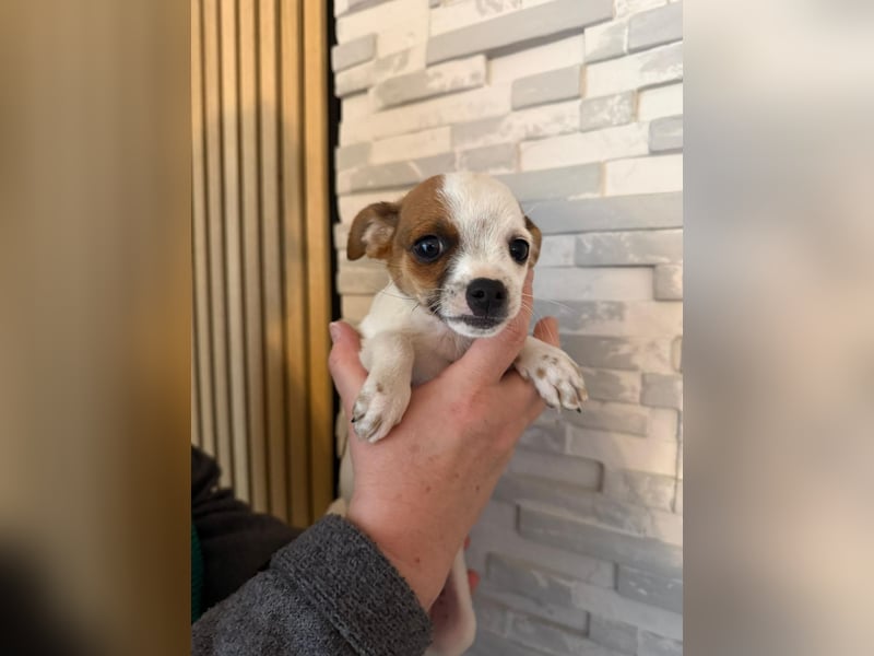 Kleiner Happy, freundlich und menschenbezogen