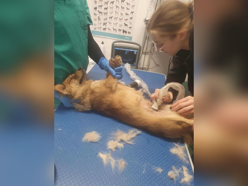 APRIL - gerettet von der Straße nahe Slatina