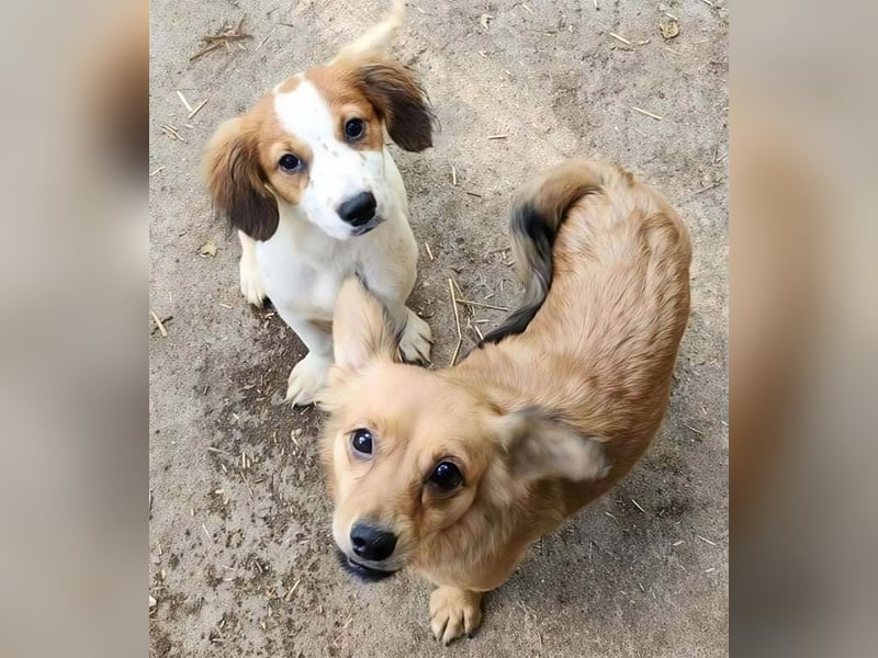 APRIL - gerettet von der Straße nahe Slatina