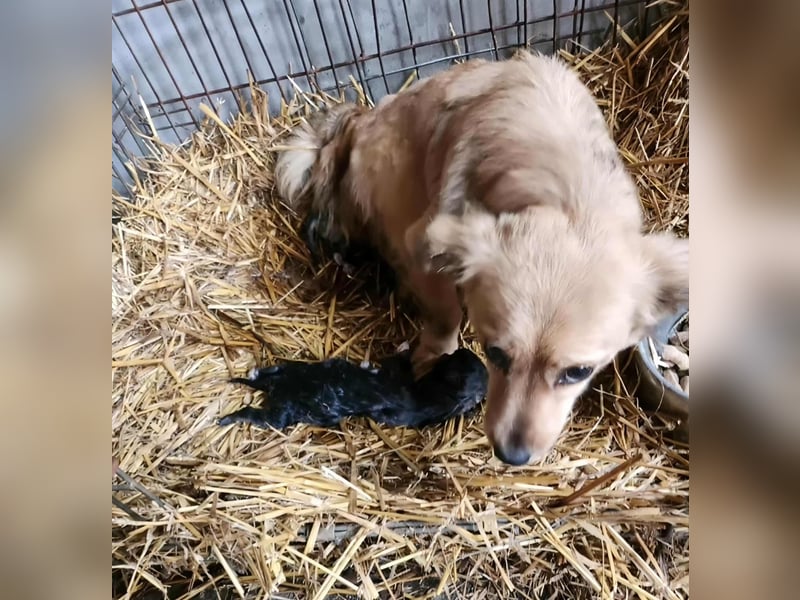 APRIL - gerettet von der Straße nahe Slatina