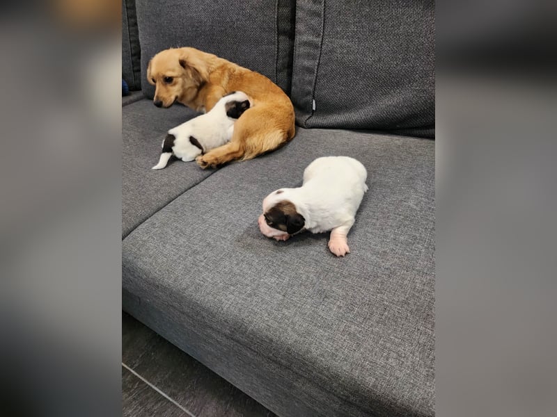 APRIL - gerettet von der Straße nahe Slatina