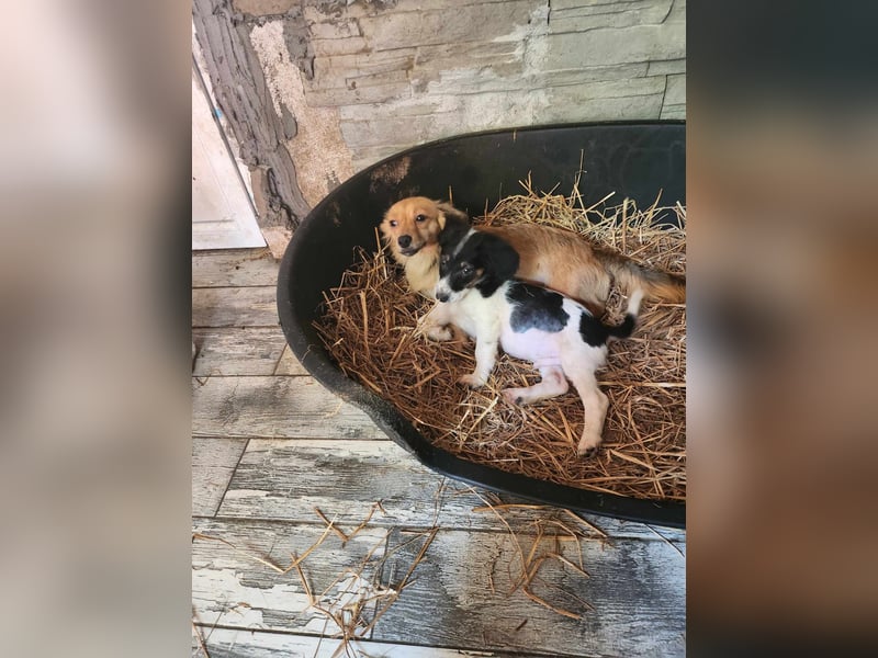 APRIL - gerettet von der Straße nahe Slatina