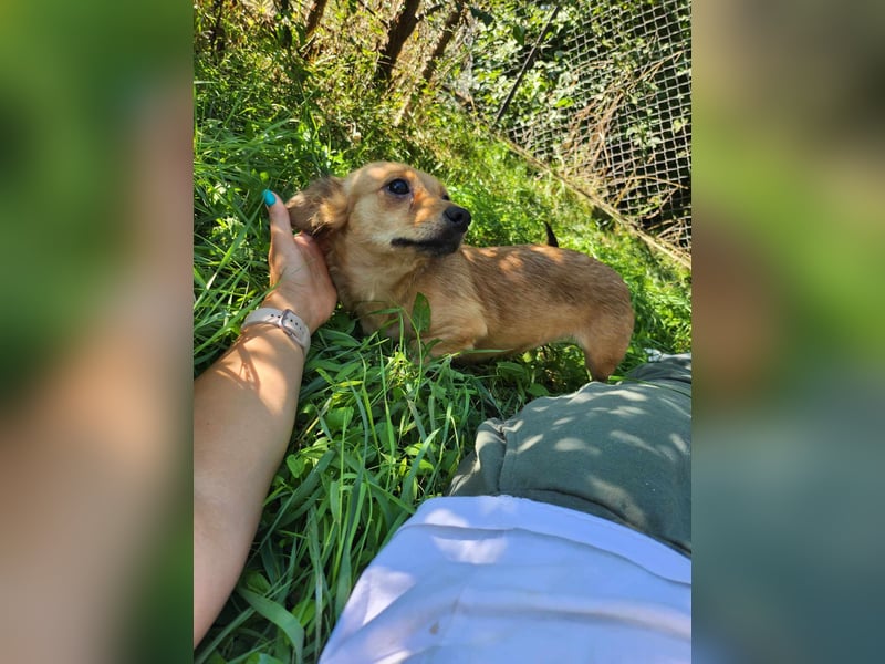 APRIL - gerettet von der Straße nahe Slatina