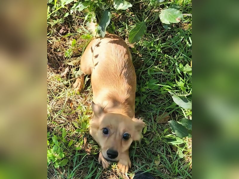 APRIL - gerettet von der Straße nahe Slatina