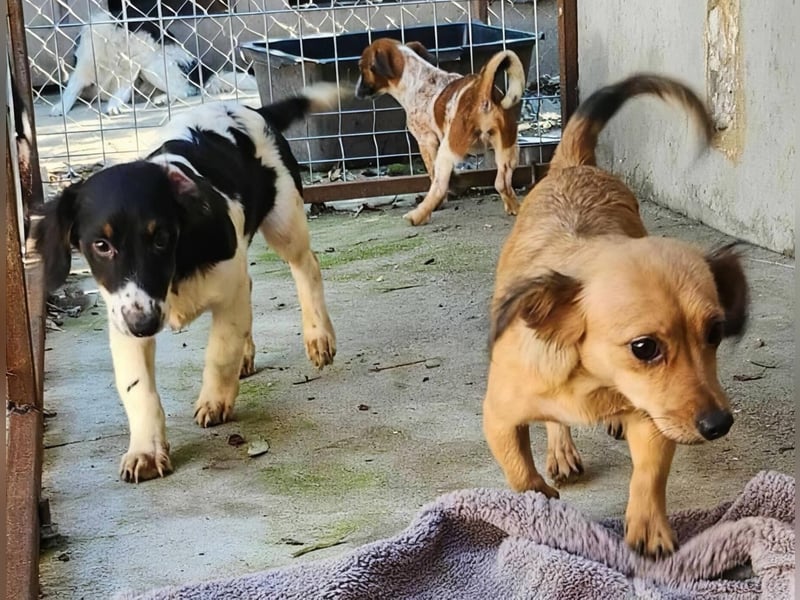 APRIL - gerettet von der Straße nahe Slatina